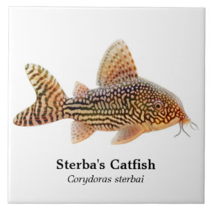 Corydoras Sterbai Catfish Tile Tegeltje