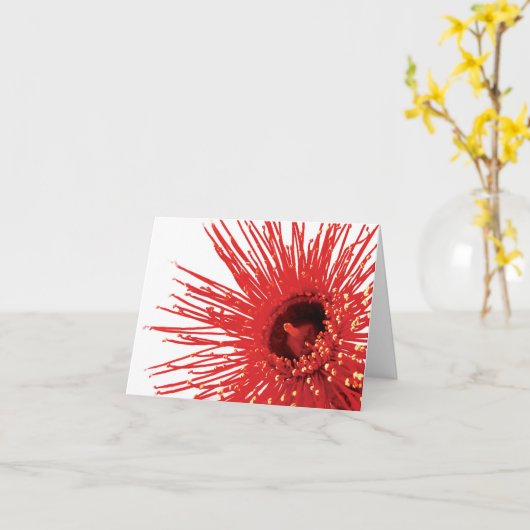 Corymbia ficifolia "Feu sauvage" carte de fleurs p (Fleur jaune)