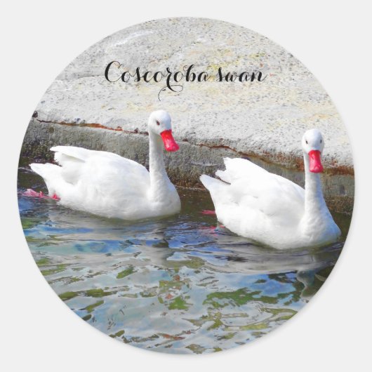 Coscoroba Swan #1 Sticker (Voorkant)