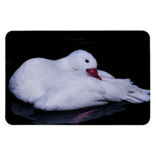 Coscoroba Swan P3442 Magneet