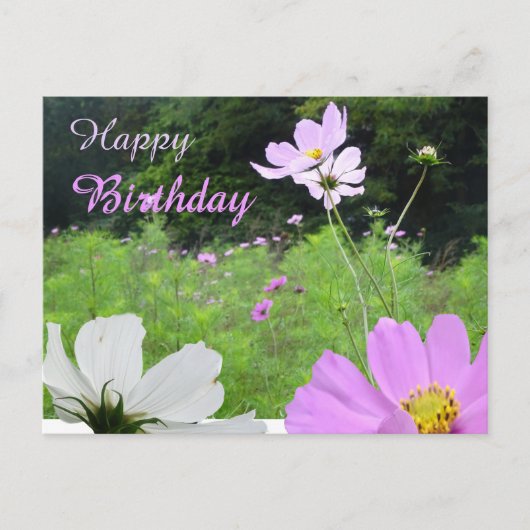 Cosmea, Fleurs sauvages Champ Bonne Carte Postale (Devant)