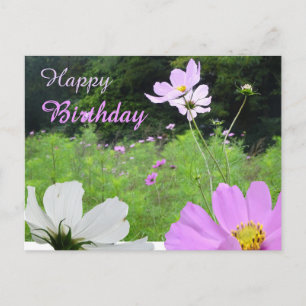 Cosmea, veld met wilde bloemen verjaardagskaart briefkaart