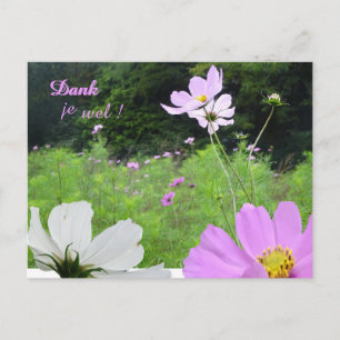 Cosmea, Wilde Bloemen Veld Bedankt Ansichtkaart Briefkaart