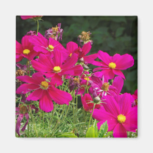 Cosmo Flowers magnet Magneet