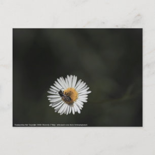 Cosmopolitan Bee Briefkaart