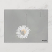 Cosmopolitan Bee Briefkaart (Achterkant)
