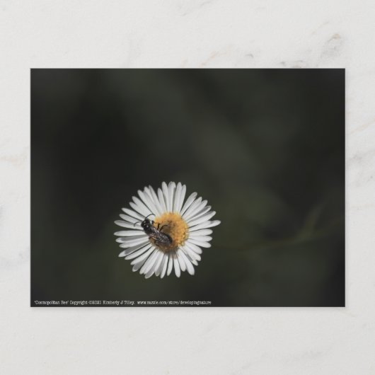 Cosmopolitan Bee Briefkaart (Voorkant)
