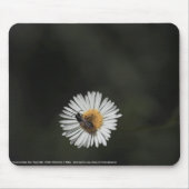 Cosmopolitan Bee Muismat (Voorkant)