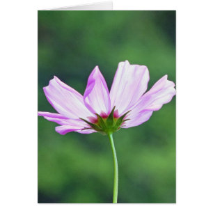 Cosmos