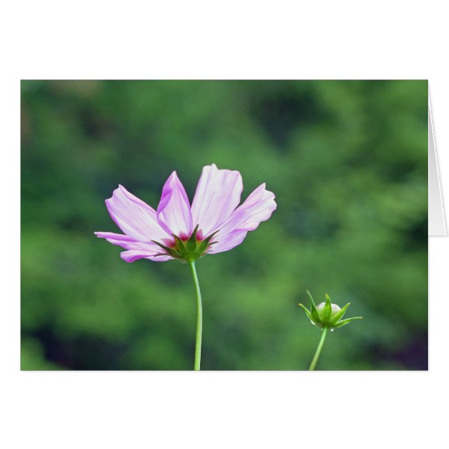 Cosmos (Devant horizontal)