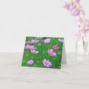 Cosmos bipinnatus Bloemen Kaart