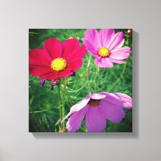 Cosmos Bloem Trio Canvas Afdruk (Voorkant)