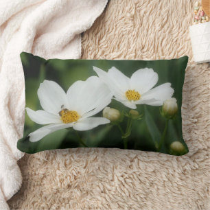 Cosmos Bloemen En Bij Kussen