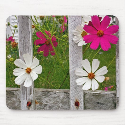 Cosmos Bloemen in een Oude Schutting Muismat (Voorkant)