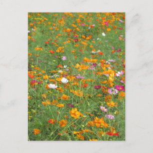 Cosmos Bloemen: Japan Briefkaart