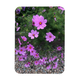 Cosmos bloemen met kiezelstenen Op een Magneet