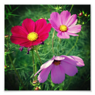Cosmos Daisy Flower Trio 8x8 Foto Afdruk