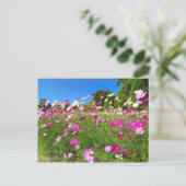 Cosmos Field [Postcard] Briefkaart (Staand voorkant)
