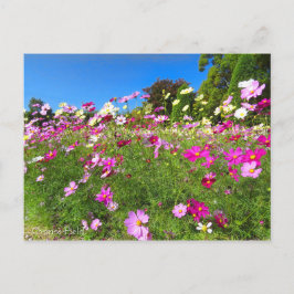 Cosmos Field [Postcard] Briefkaart