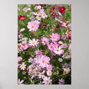 Cosmos Flower (Bidens Formosa). Kirkwood Poster