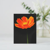 Cosmos Flower Briefkaart (Staand voorkant)