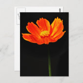 Cosmos Flower Briefkaart (Voorkant / Achterkant)