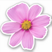 Cosmos Flower Sticker (Voorkant)