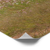 Cosmos Flowers langs het hek Poster (Hoek)