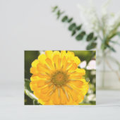 Cosmos jaune, marguerite jaune, carte postale de f (Debout devant)