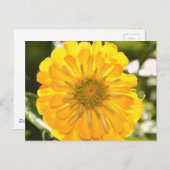 Cosmos jaune, marguerite jaune, carte postale de f (Devant / Derrière)