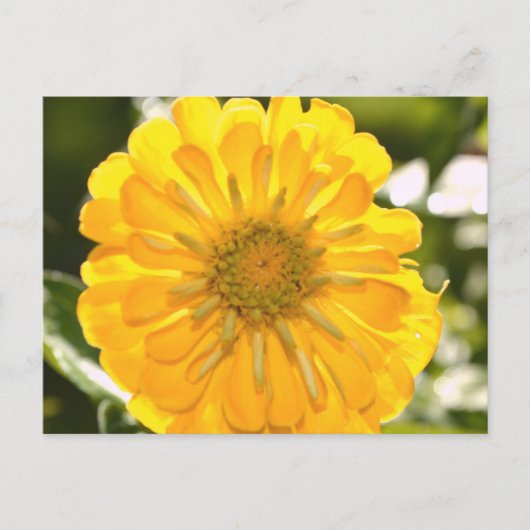 Cosmos jaune, marguerite jaune, carte postale de f (Devant)