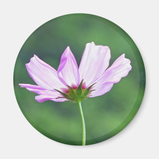 Cosmos Magneet (Voorkant)