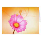 Cosmos Pastel - Sangria (Devant horizontal)