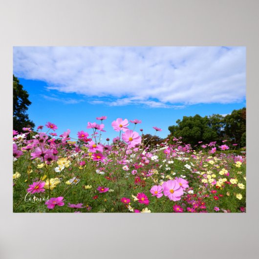 Cosmos [Poster] Poster (Voorkant)