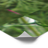 Cosmos Red Flower Poster (Hoek)