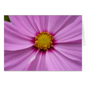 Cosmos rose Fleur sauvage Floral (Devant horizontal)