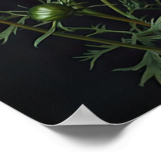 Cosmos rose Fleurs Art Imprimer Poster (Coin)