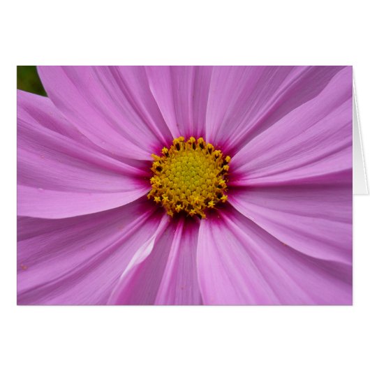 Cosmos rose sauvage floral (Devant horizontal)