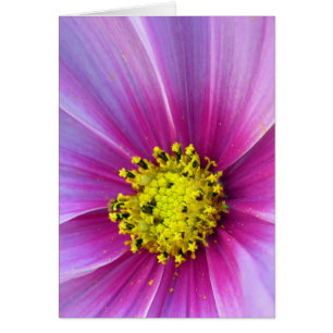 Cosmos roses