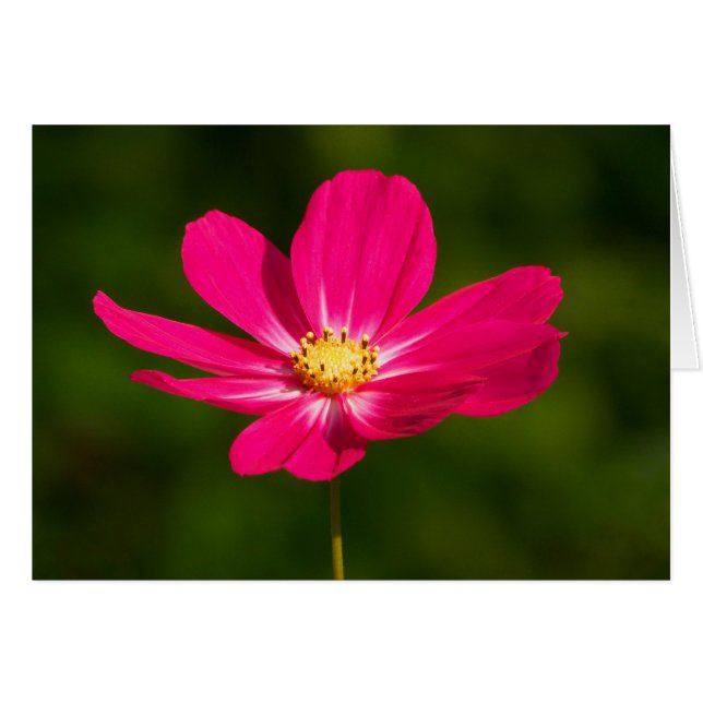 Cosmos roses (Devant horizontal)