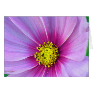 Cosmos roses