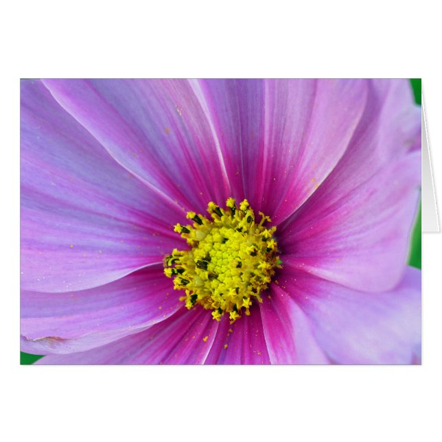 Cosmos roses (Devant horizontal)