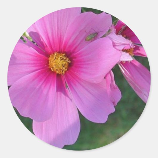 Cosmos Sticker (Voorkant)