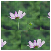 Cosmos Stof (Close Up)