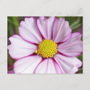 Cosmosbloem (bidens formosa) briefkaart