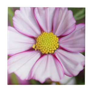 Cosmosbloem (bidens formosa) tegeltje