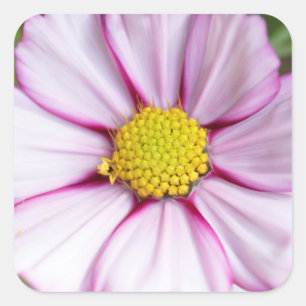 Cosmosbloem (bidens formosa) vierkante sticker