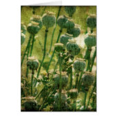 Cosses de graine de fleur de pavot (Devant)