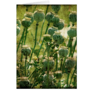 Cosses de graine de fleur de pavot