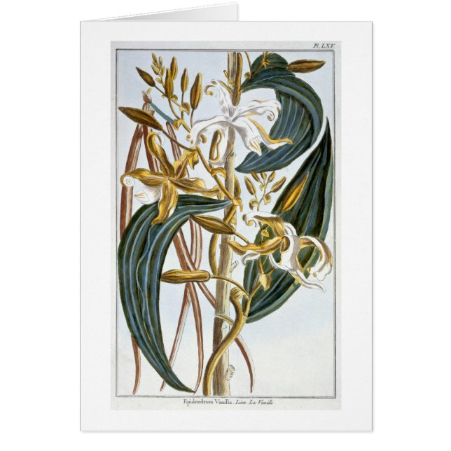 Cosses de vanille, plat 65, de 'collection (Devant)